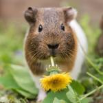 Pour nos animaux - Mélange de fleurs pour Cochons d'Inde - MEDIA_EN_SITUATION_1